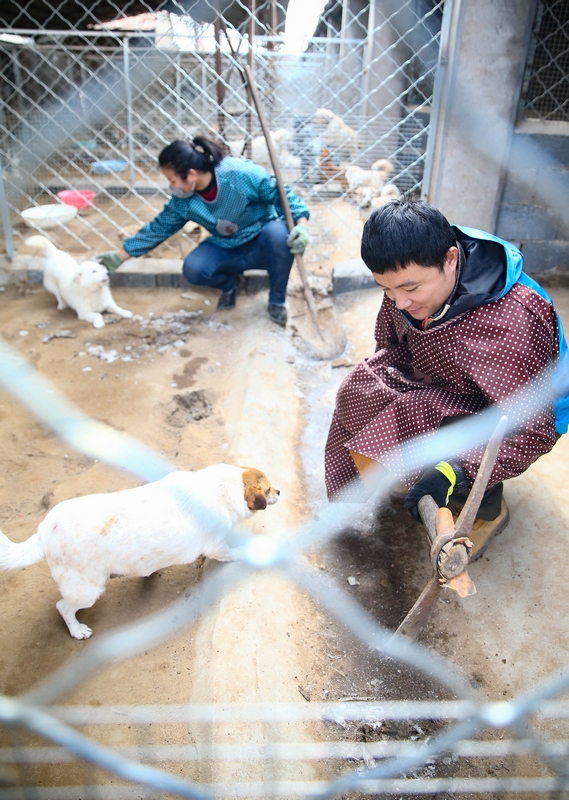 90后女孩為流浪動(dòng)物搭建愛(ài)的