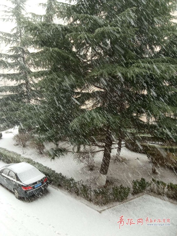 青島今天又下雪啦！最新一波雪景出爐