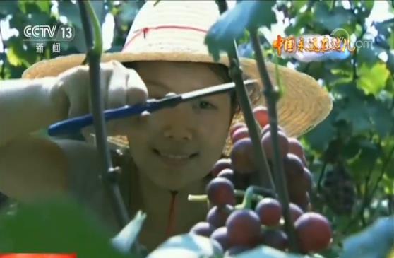 玩轉農業新科技 農民職業大變身 今年三農有點“潮”