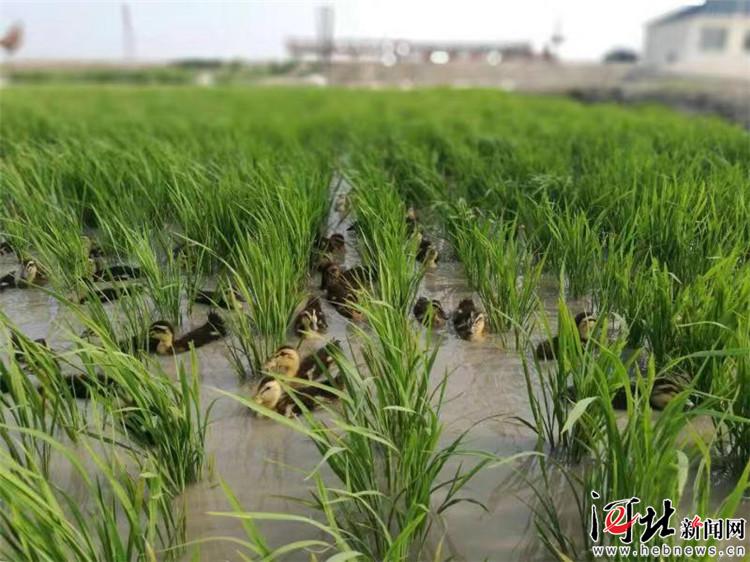 華中集團推出“華中百歲米”正式進軍現代農業產業（組圖）