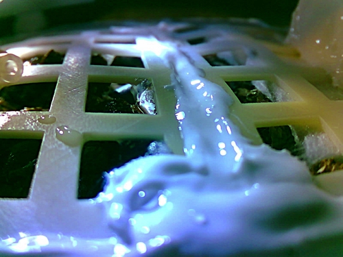 嫦娥四號載荷中的棉花種子發芽