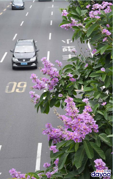 廣州城區道路兩旁大葉紫薇盛情綻放
