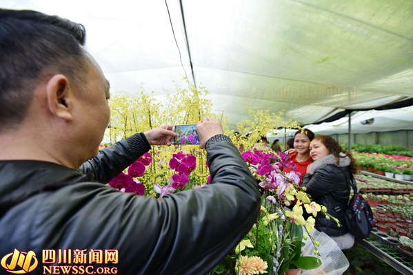 過(guò)宜賓年 看敘州花 2019宜賓首屆花卉園藝節(jié)開(kāi)幕