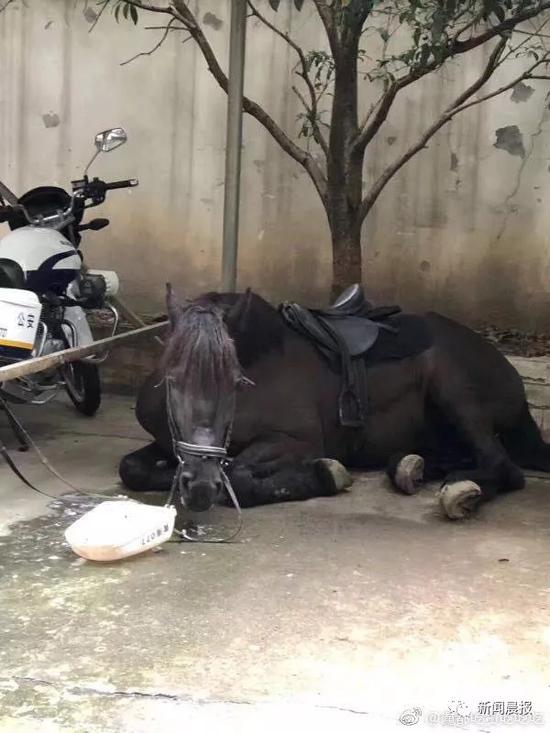 吊帶美女深夜上海鬧市騎馬 抖音疑似騎馬女已扒出