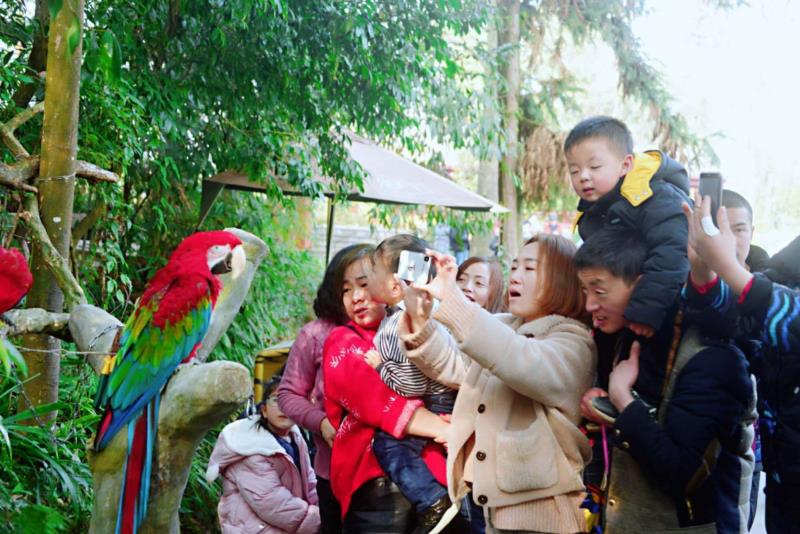 雨城區(qū)2019年春節(jié)假日旅游興盛迎來豬年