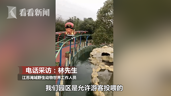 最貴投喂！游客誤將iPhone當蘋果投喂棕熊，熊沒吃